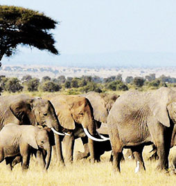 safari Kenya