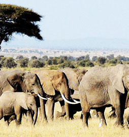 voyage et sejour Kenya