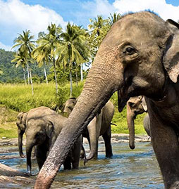 combinés Sri Lanka