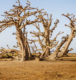 voyage et sejour Sénégal