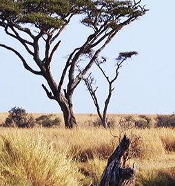 Tanzanie